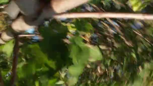 ドローンが木に衝突して動けなくなる クローズアップPov衝突衝撃 枝や葉はカメラにあります 空中風景 — ストック動画