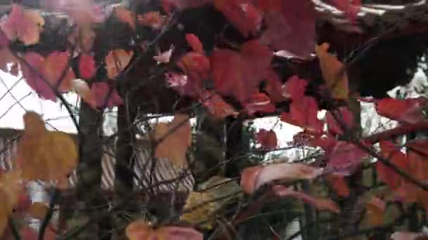 Nahaufnahme Der Leuchtenden Farben Der Wind Flatternden Herbstblätter Einer Wunderschönen — Stockvideo