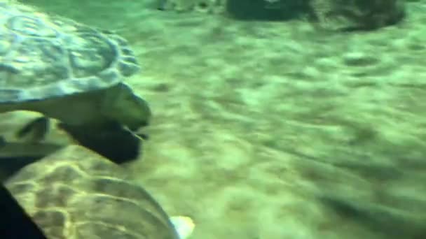 바다거북들 수족관 속에서 헤엄치고 있습니다 수욕장에서 헤엄을 해조류를 커다란러 거북이를 — 비디오