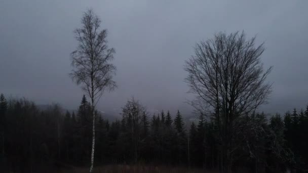 Vol Sol Cime Des Arbres Côté Tronc Pendant Une Journée — Video