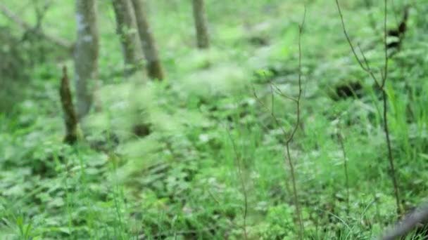 Kleine Pflanzen Wald Mit Fokuswechsel Vom Hintergrund Den Vordergrund — Stockvideo