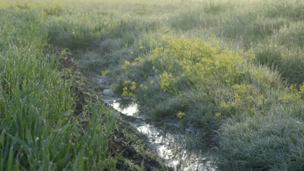 Frühmorgendliches Gras Mit Blumen Der Nähe Von Graben — Stockvideo