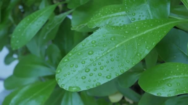 Grüne Baumblätter Mit Fallendem Wasser Darauf — Stockvideo