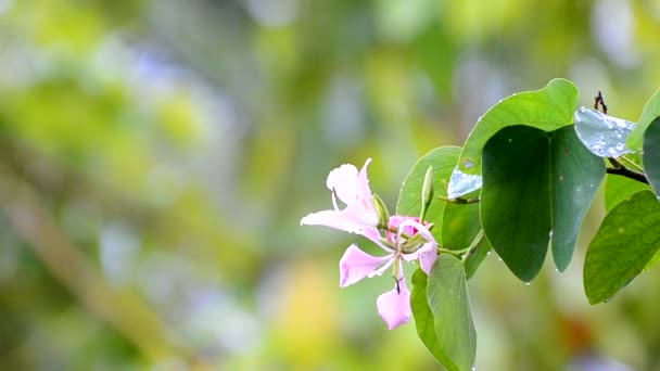閉じるバウヒニア香港蘭の木の花のショットをアップ 緑の背景がぼやけた前のピンクの花弁 緑の季節に雨の日に捕獲されたコスタリカの植物 — ストック動画