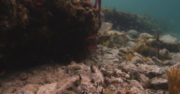 Karayip Denizi Ndeki Mercan Resiflerinde Yüzen Renkli Balıklar Saint John — Stok video