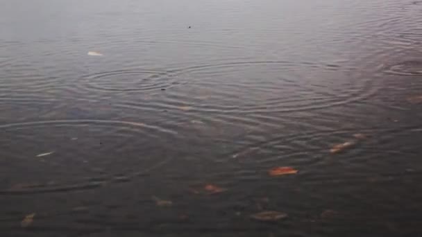 Deszcz Jeziorze Liśćmi Środku — Wideo stockowe