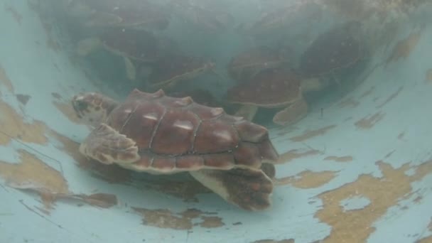岩头海龟Caretta Caretta笼养在含盐水的鱼缸中 — 图库视频影像