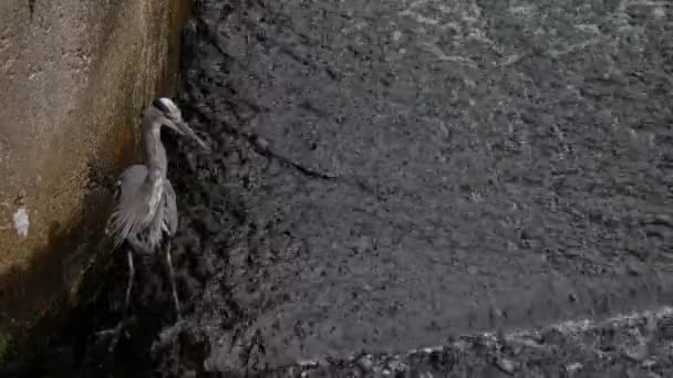 Grande Garça Azul Fica Parado Lado Uma Grande Pedra Águas — Vídeo de Stock