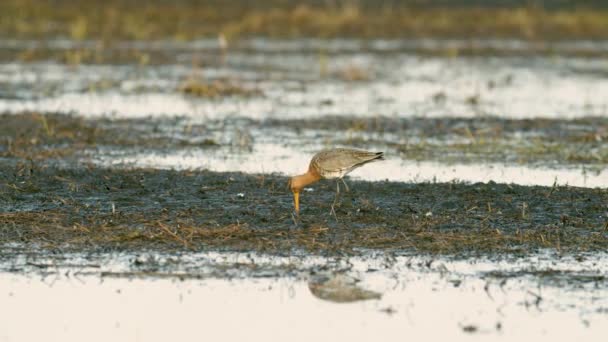 Preto Cauda Godwit Fechar Até Primavera Migração Zonas Húmidas Alimentando — Vídeo de Stock