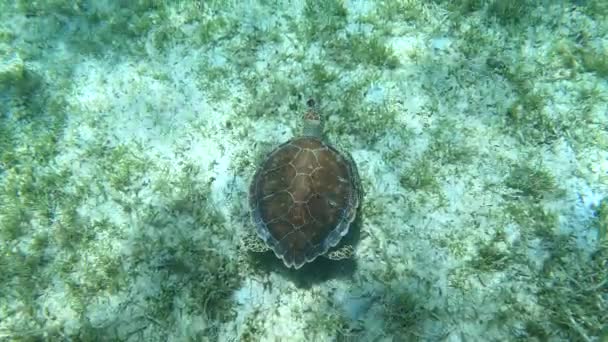 Tartaruga Del Mar Verde Che Mangia Dal Fondo Dell Oceano — Video Stock