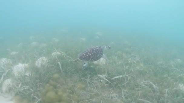 Eretmochelys Imbricata Hawksbill Sea Turtle Simma Turkos Vatten Hav Gräs — Stockvideo