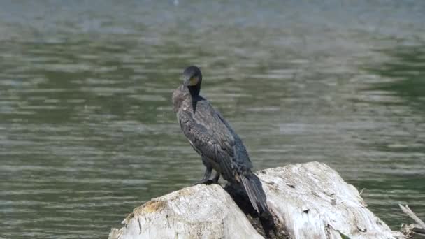 Majestic Black Cormorant Perched Rock Front Sea Sunny Day Close — Stock Video