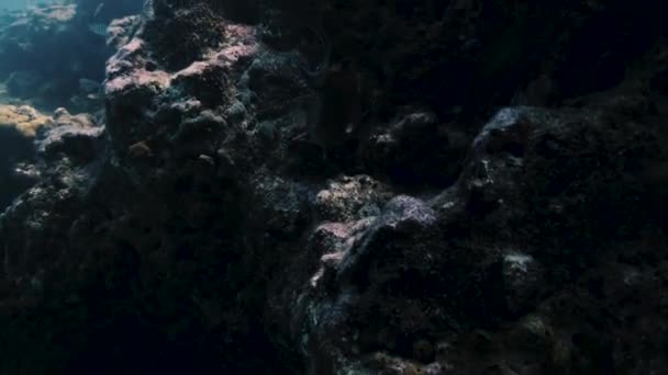 Renkli Balıklar Mercan Resifindeki Bir Kayanın Içindeki Yosunları Yiyorlar — Stok video