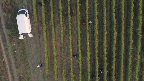 机械牵引采集器在葡萄园葡萄收获的4K航拍 — 图库视频影像