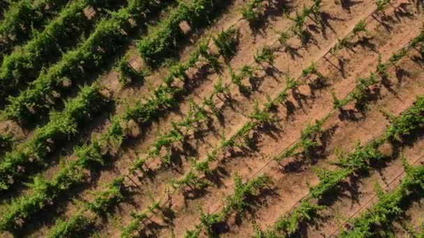 Luchtfoto Van Een Portugese Wijngaard Drone Die Naar Rechts Wijnstokken — Stockvideo