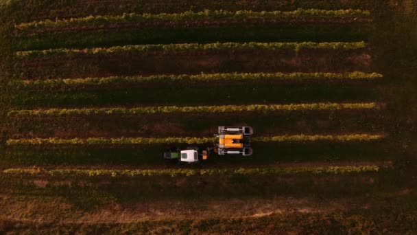 機械的な収穫者がブドウ畑の列を収穫する概要 ブドウの収穫 — ストック動画