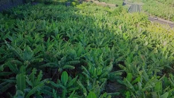 マデイラポルトガルの小さな有機バナナ農園の上に空中移動 — ストック動画