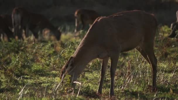 小鹿在夕阳西下抖动和抓挠 — 图库视频影像