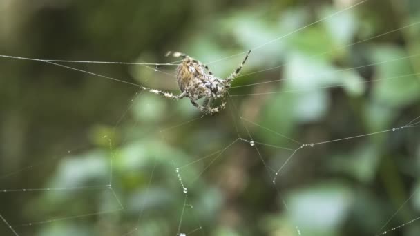 大而独特的蜘蛛带着模糊的绿色背景在网上移动 靠近点 — 图库视频影像