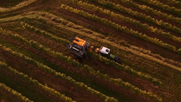 Mechanický Sběrač Hroznů Tažený Traktorem Sklizeň Hroznů Při Západu Slunce — Stock video