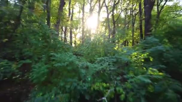 Солнечный Лес Вытягивает Путь Солнца — стоковое видео