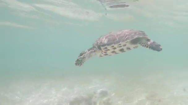 Loggerhead Zeeschildpad Caretta Caretta Ademt Blauw Water Caraïbische Zee — Stockvideo