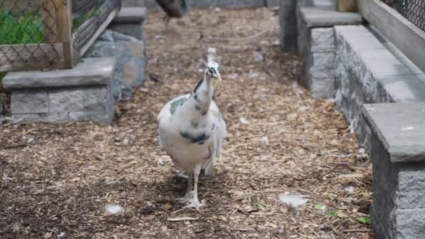 Atemberaubende Sehr Seltene Weiße Albino Pfau Pfauenvogel Domestiziert — Stockvideo