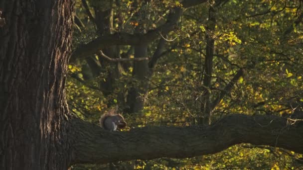 Écureuil Assis Sur Une Branche Mangeant Biscuit — Video