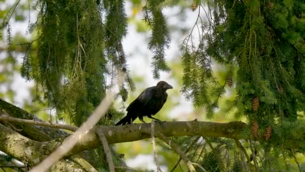 Cuervo Negro Salvaje Encaramado Caminando Sobre Una Rama Abeto Durante — Vídeos de Stock