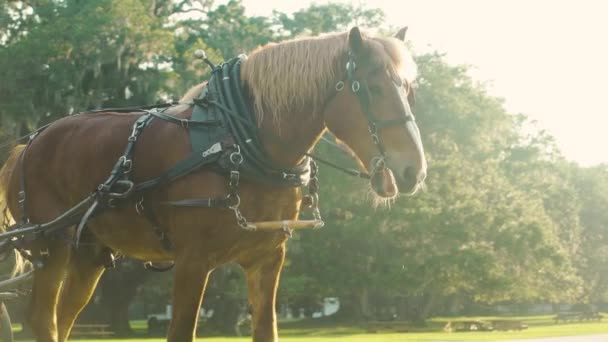 Grande Cavalo Puxa Uma Carruagem Uma Plantação Baixo País Carolina — Vídeo de Stock