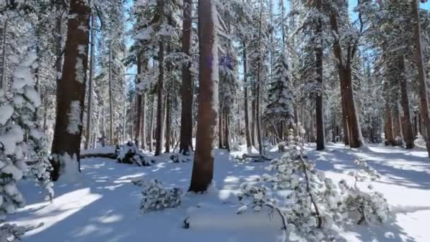 カリフォルニア州マンモスの雪に覆われた森林地帯でのハイキング 横方向に移動ショット — ストック動画