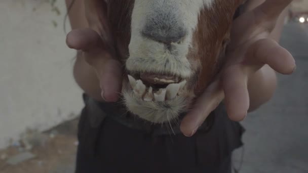 Acercamiento Los Dientes Una Cabeza Cabra Taxidermia Sostenida Por Una — Vídeo de stock