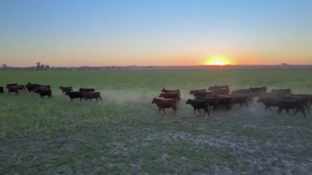 Letecký Dron Přeletěl Nad Stádem Aberdeen Angus Dobytka Běžícího Přes — Stock video