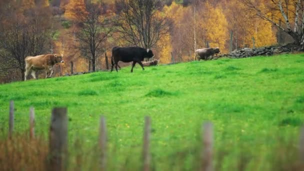 Mladé Krávy Kráčející Zelené Bujné Louce — Stock video