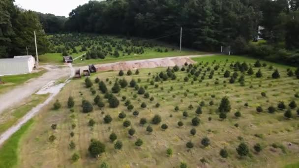クリスマスツリープランテーション農場への低空飛行 前方移動ドローン撮影 — ストック動画