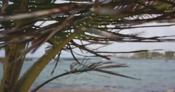 Filialer Till Ett Palmträd Som Viftar Stranden Destination San Juan — Stockvideo