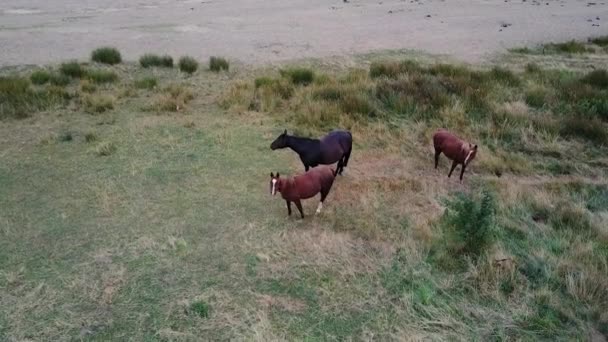 Chevaux Domestiques Noirs Bruns Pâturant Dans Pâturage Avec Herbe Verte — Video