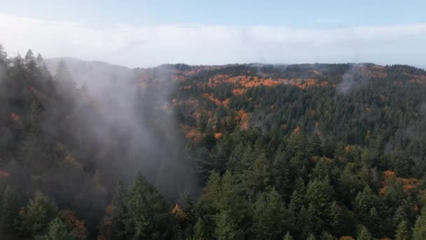 Mist Boven Het Bos Herfstdag Aerial View Green Conifers Yellow — Stockvideo