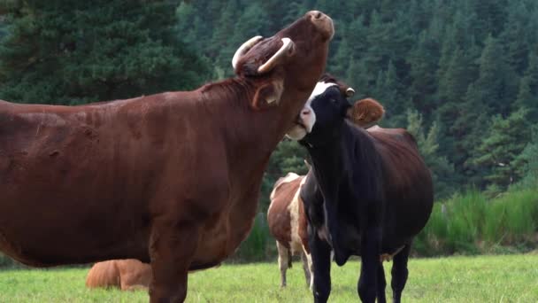 Bezerro Lambendo Dewlap Gado Leiteiro Adulto Farmland Estática — Vídeo de Stock