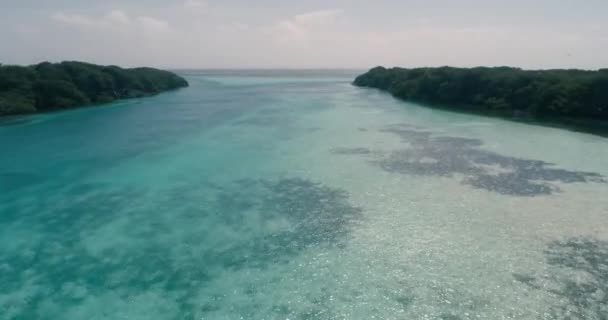 Letecký Pohled Vpřed Ptáci Letový Přechod Mangroves Modrého Vodního Kanálu — Stock video