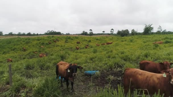 Brangus Koeien Een Groen Veld Ecuadoriaan Ontmoeten Productiekoeien — Stockvideo