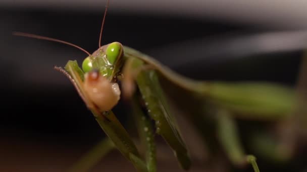 Heuschrecke Isst Ihre Nahrung Mit Verschwommenem Hintergrund Nahaufnahme — Stockvideo