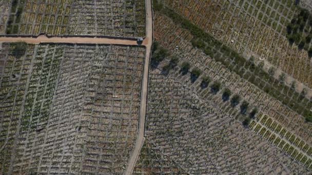 Bird Eye View Famous Babic Vineyard Primosten Croacia Tiro Aéreo — Vídeos de Stock