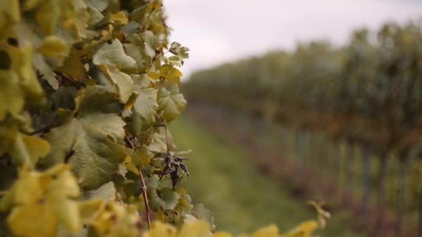 Lento Revelar Linhas Vinha Fazenda Vinhos Foco Raso Colheita Uvas — Vídeo de Stock