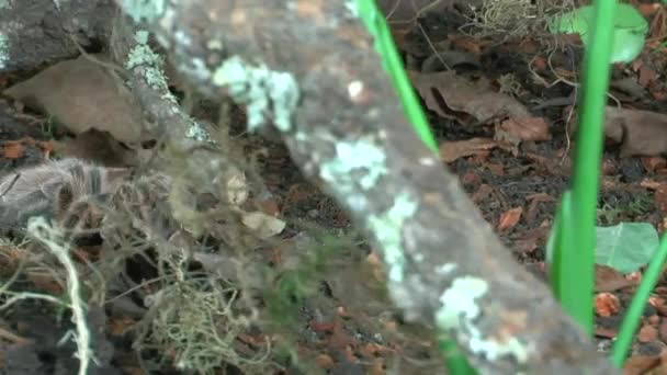 Przodu Widok Bliska Spacer Tarantula — Wideo stockowe