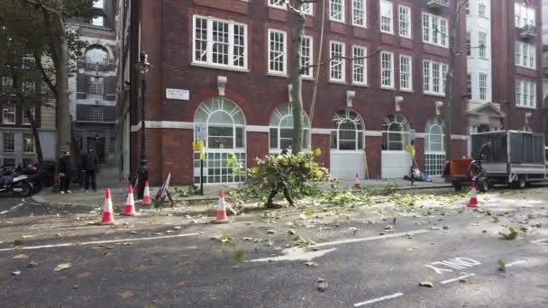 Worker Cleaning Fallen Branches Dean Bradley Street Placing Wood Chipper — Stock Video