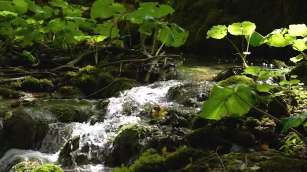Magical View Small Forest River Flowing Cascade Rocks Green Plants — Stock Video