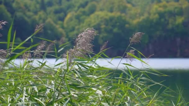 Powolny Widok Jezioro Środku Lasu Zielone Trzciny Skupione Pierwszym Planie — Wideo stockowe