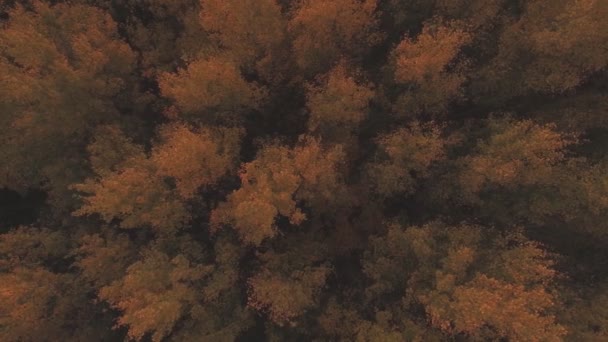 Colorful Deciduous Tree Tops Autumn Evening Aerial Right Tracking Shot — Stock Video