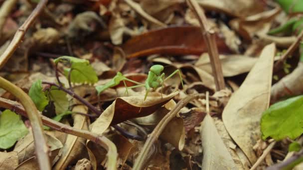 Acercamiento Mantis Europea Mantis Religiosa Permaneciendo Quieta Sobre Hojas Secas — Vídeos de Stock